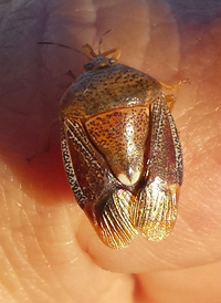 Banasa sordida